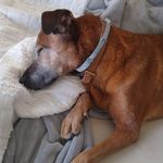 Ginger Norris - @playful_pooch_ - Instagram