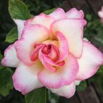 Ginger Norris - @ginger.norris.10 - Instagram