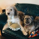 🐶 oakley and ginger 🐶 - @oakleyandginger - Instagram