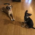 Ginger & Oakley - @tails.of2 - Instagram