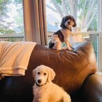 🐾Ginger and Oakley - @_the.doodle.duo_ - Instagram