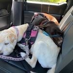 Ginger, Dandelion, and Oakley - @ginger_dandy_oakley - Instagram