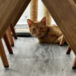 Lynne Bradford - @oakley_the_ginger_cat - Instagram