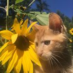 Oakley - @gingercat_oakley - Instagram