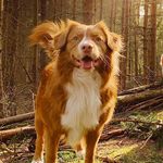 Oakley - @oakley.theginger - Instagram