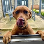 Oakley - @oakley_the.ginger.lab - Instagram