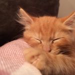 Oakley - @oakleythegingerninja - Instagram