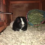 Oreo,ginger,oakley,charlie - @fourfurriefriends - Instagram