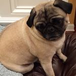 Ginger - @gingerorr01 - Instagram