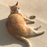 Morris Cat - @morris_ginger_cat - Instagram