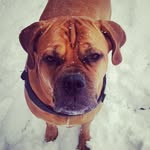 Ginger - @ginger_and_her_pack - Instagram