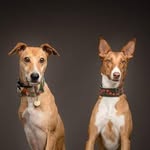 Kevin and Luna The Gingerpack - @kevinandluna_thegingerpack - Instagram