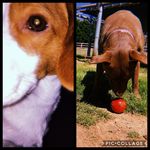 Ginger Perry - @gingerandriver - Instagram