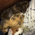 Ginger, Perry, and Spot - @guinea_3_pigs_ - Instagram