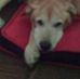 Ginger Pierce - Facebook