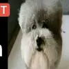 Pinkerton - @pinkerton0610 - TikTok