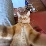 Floki Steven van Poezenloth - @gingerpoezie - Instagram