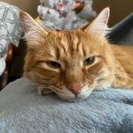 ginger and wasabi george lamendola presley - @gigi_and_wasabigeorge - Instagram