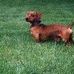 Ginger Pritchett - Facebook