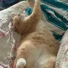 Gingerman - @gingerman634 - TikTok