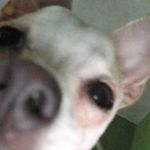 Ginger de Jesus Ramirez Gemignani - @ginger_ramirezng - Instagram