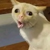 ginger - @ginger_lif - TikTok
