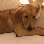 Ginger Ratliff - @gingthegoldenchild - Instagram