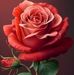 Ginger Red - Facebook