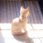 Ginger Cat Reece - @_thegingercat - Instagram