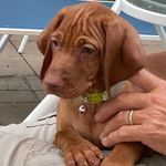 Ginger (Gigi) - @ginger_reichert - Instagram
