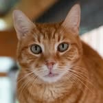 @richmondthegingercat - Instagram