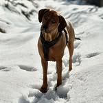 GINGER 🐾 - @ridgeback_ginger - Instagram