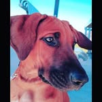 Ginger - @ginger.rhodesian.ridgeback - Instagram