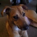 Ginger M. - @ginger_ridgeback - Instagram