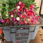 Ginger Ridge Farms - @gingerridgefarm - Instagram