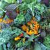 Ginger Ridge Farms - Facebook