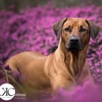 Ginger Rose by Luanda - @ginger_the_ridgeback - Instagram