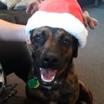 Ginger the Brindle Ridge - @shadesofginga - Instagram