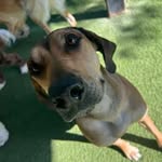 @ginger_the_ridge - Instagram