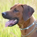 Persey The Rhodesian Ridgeback - @ginger.ridge - Instagram
