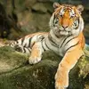 Ginger Griggs - @ginger.griggs - TikTok