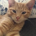 Riggs & Benny - @riggsthegingercat - Instagram