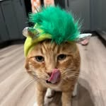 Ringo The Ginger Cat🐈 - @ringo.thegingercat - Instagram
