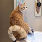 Susan Niemi - @ginger_ringtail - Instagram
