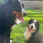 Ginger and Rizzo  & forever Leo and Rosie - @gingerandrizzo - Instagram