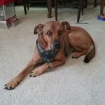 Ginger Robbins - @ginger_r33 - Instagram