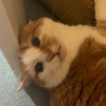 Ginger Robinson 🐈 - @mc_chonky_ginge - Instagram
