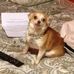 Ginger Roush - Facebook