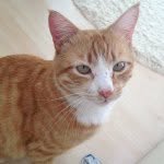 Ruudi - @gingerrudolph - Instagram