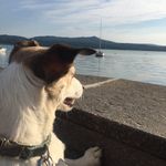 Ginger Russell Terrier - @ginger_russell_t - Instagram
